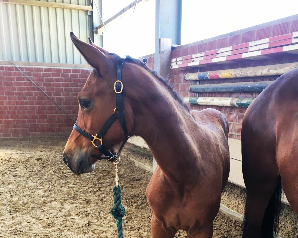 horse Alvinia JK Z (Zangersheide riding horse, 2019, from Amadeo van 't Vossenhof Z)