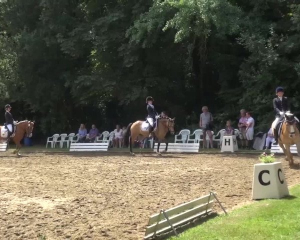 Reitturnier Viersen-Dülken 2015