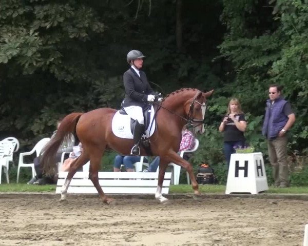 Reitturnier Viersen-Dülken 2015