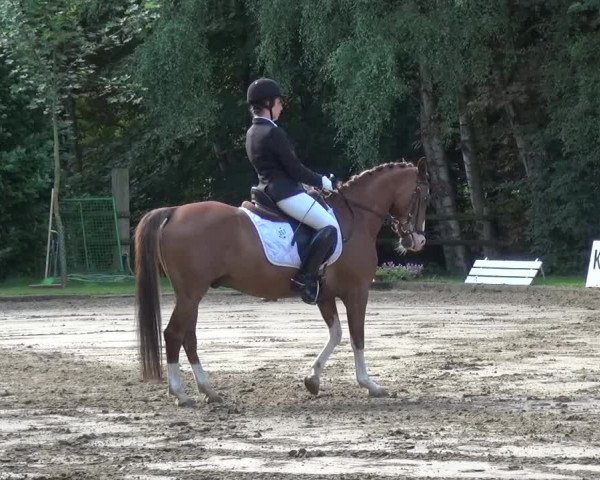 Reitturnier Viersen-Dülken 2015