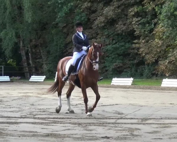Reitturnier Viersen-Dülken 2015