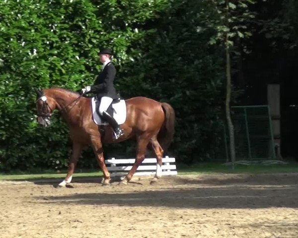 Reitturnier Viersen-Dülken 2015