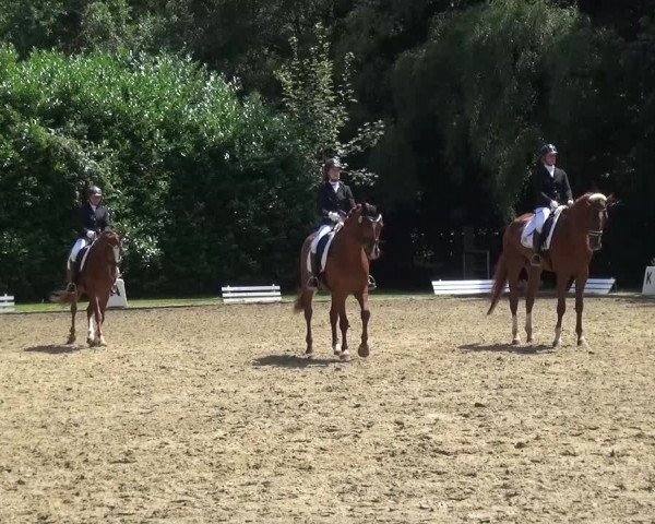 Reitturnier Viersen-Dülken 2015