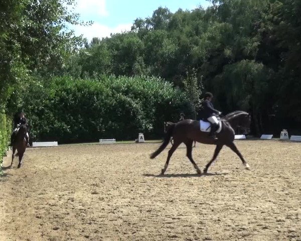 Reitturnier Viersen-Dülken 2015