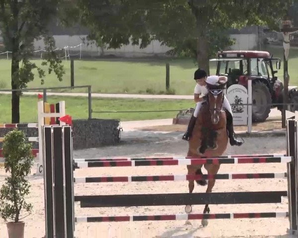Reitturnier Ingolstadt-Hagau 2015