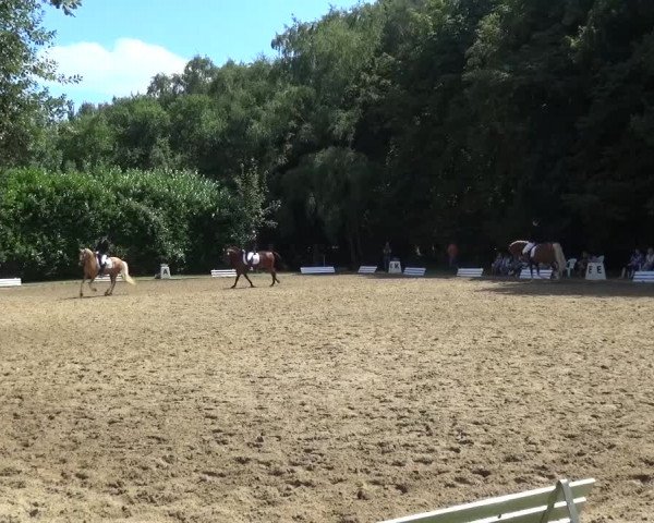 Reitturnier Viersen-Dülken 2015