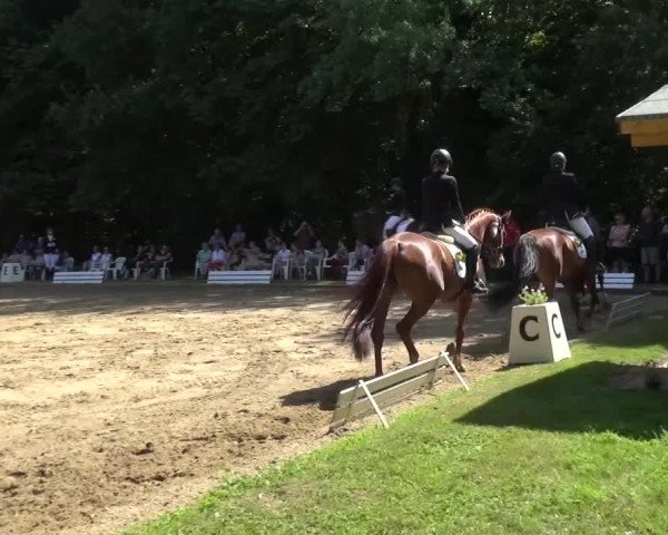 Reitturnier Viersen-Dülken 2015
