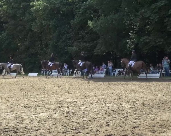 Reitturnier Viersen-Dülken 2015