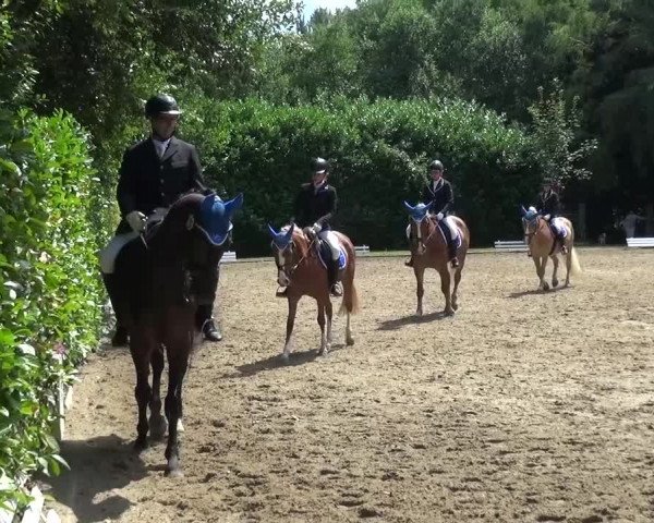 Reitturnier Viersen-Dülken 2015