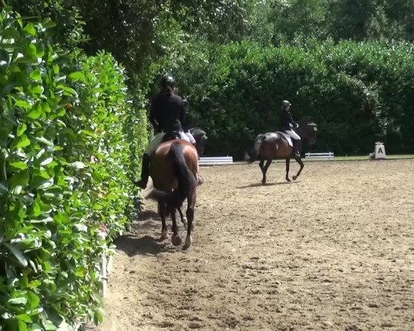 Reitturnier Viersen-Dülken 2015