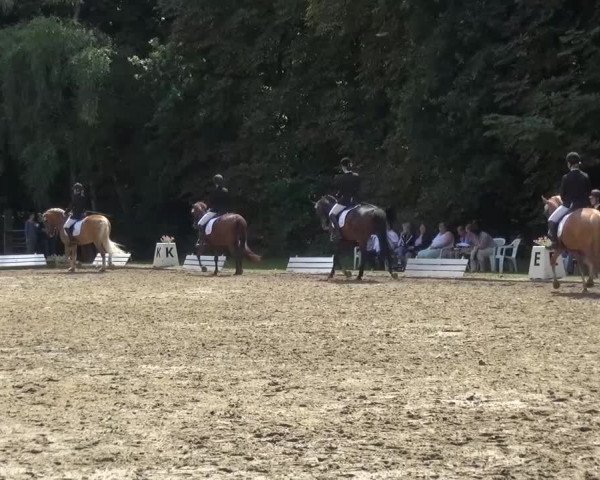 Reitturnier Viersen-Dülken 2015