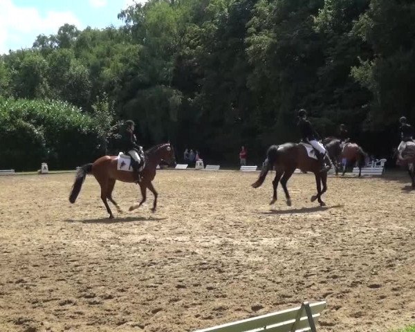 Reitturnier Viersen-Dülken 2015