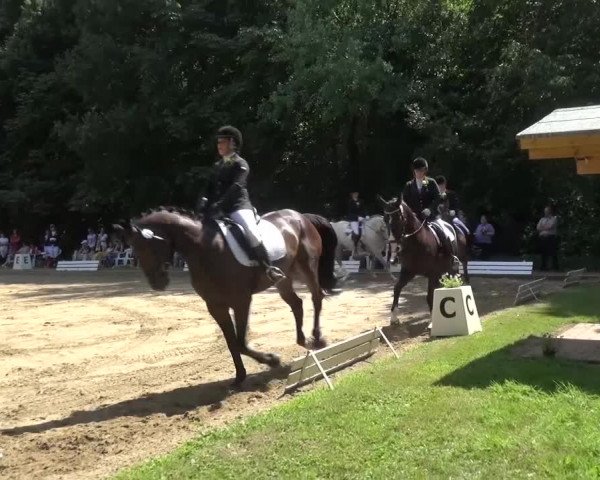 Reitturnier Viersen-Dülken 2015