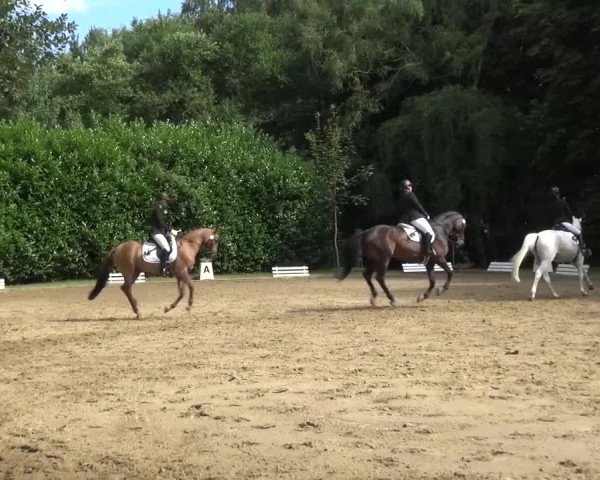 Reitturnier Viersen-Dülken 2015