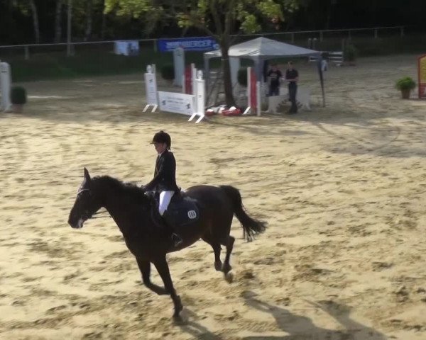 Reitturnier Viersen-Dülken 2015