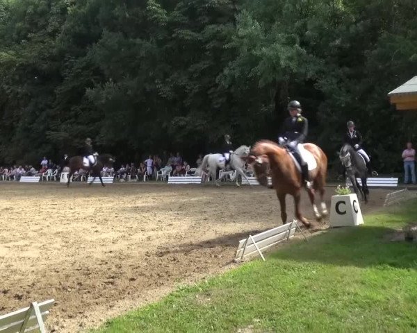 Reitturnier Viersen-Dülken 2015