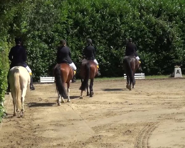 Reitturnier Viersen-Dülken 2015