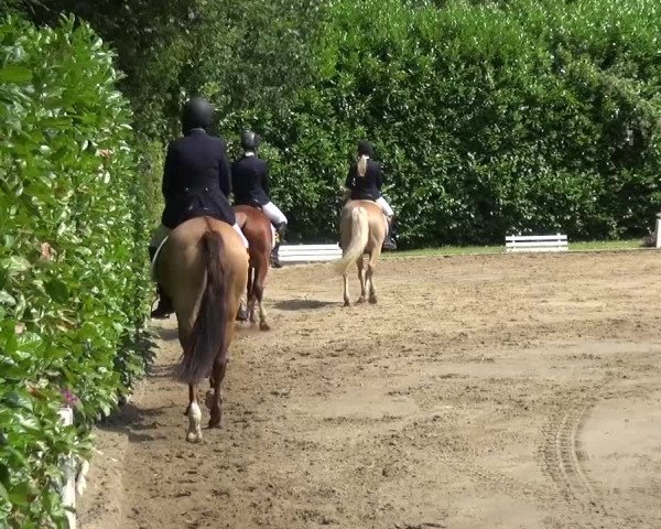 Reitturnier Viersen-Dülken 2015