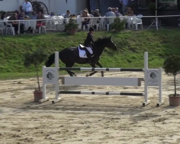 Reitturnier Viersen-Dülken 2015