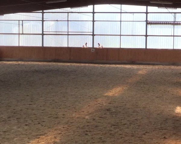 Reitturnier Herbern 2015