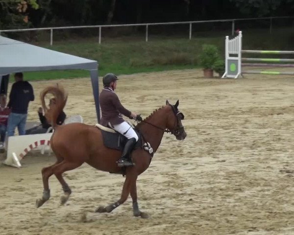 Reitturnier Viersen-Dülken 2015
