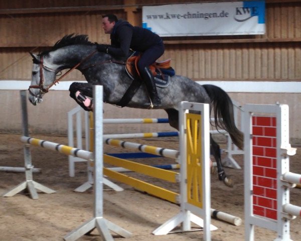 Zuchtstute Great Calma W (Polnisches Warmblut, 2012, von Con Calma)
