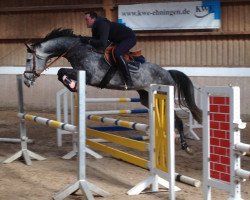 broodmare Great Calma W (Polish Warmblood, 2012, from Con Calma)