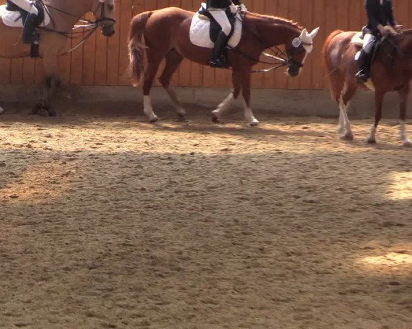Reitturnier Herbern 2015
