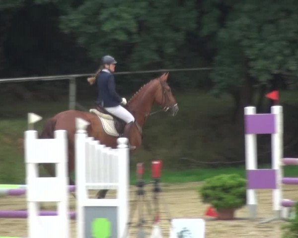Reitturnier Viersen-Dülken 2015