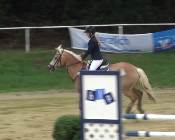 Reitturnier Viersen-Dülken 2015
