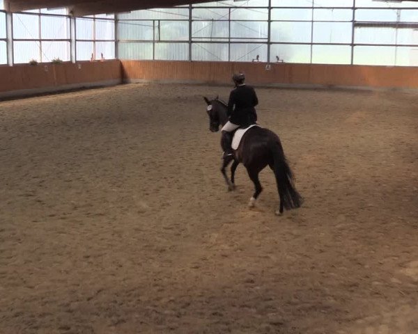 Reitturnier Herbern 2015
