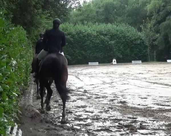 Reitturnier Viersen-Dülken 2015