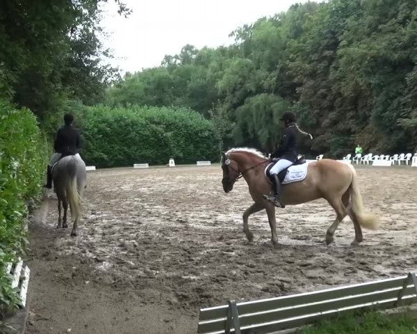 Reitturnier Viersen-Dülken 2015