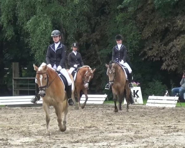 Reitturnier Viersen-Dülken 2015
