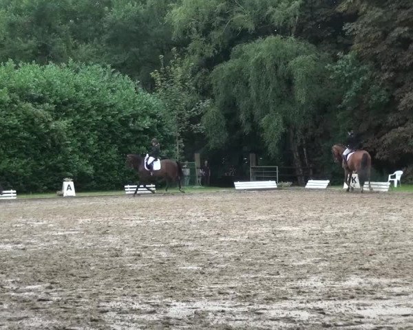 Reitturnier Viersen-Dülken 2015