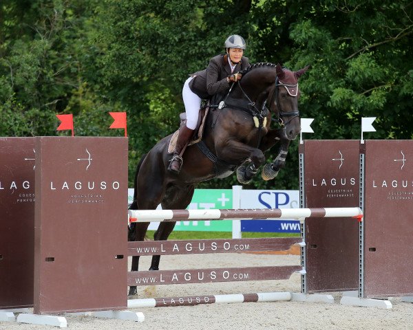 jumper Color-Rado (German Sport Horse, 2014, from Cantolar)