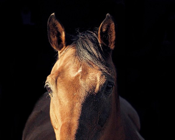 horse M.A. Gaboulet ox (Arabian purebred, 2003, from Mir Khan)