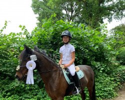dressage horse Felix 421 (unknown, 1999)