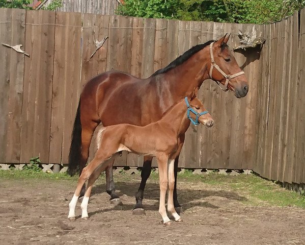 horse Quantayi (Tigger) (Westphalian, 2018, from Quantensprung 3)