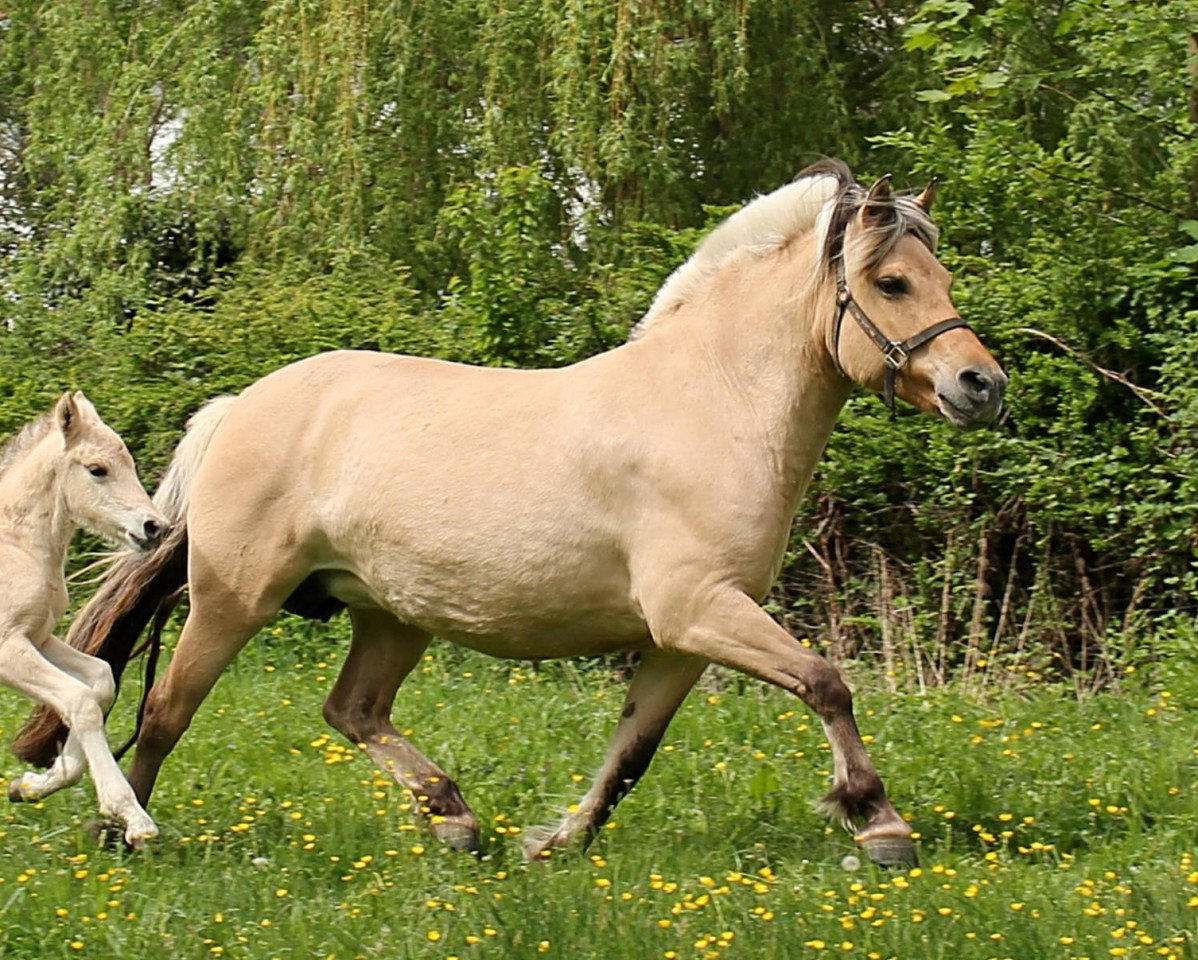 Broodmare Ally Mc Beal (Fjordpferd, 2009, from Irving)