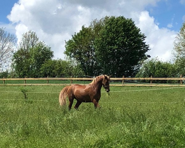 dressage horse Tayo (German Riding Pony, 2010, from Top Gun I)