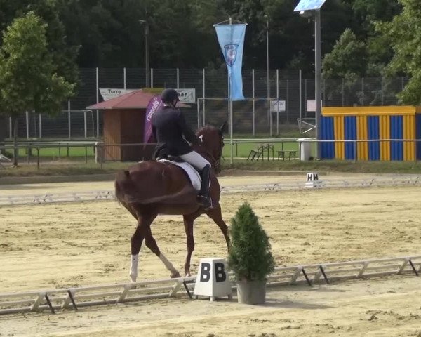 Reitturnier Schwanheim 2015