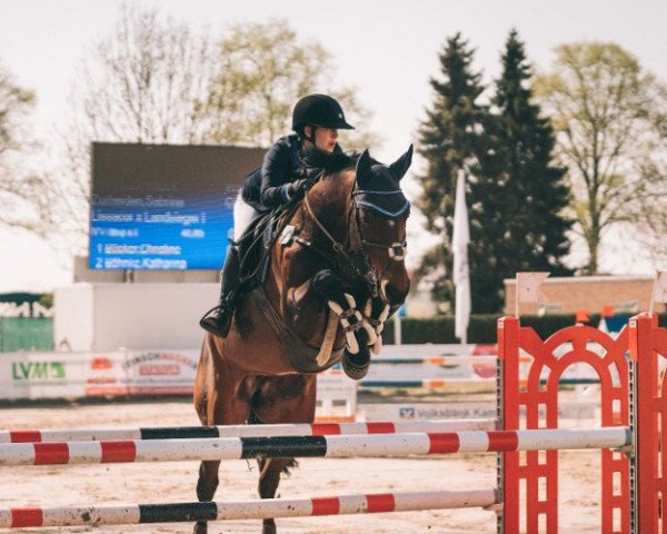 broodmare Lady Attack (Westphalian, 2008, from Lissacor)