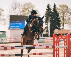 broodmare Lady Attack (Westphalian, 2008, from Lissacor)