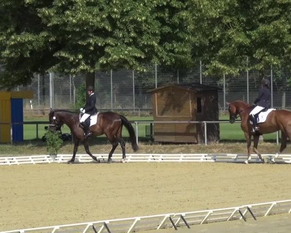 Reitturnier Schwanheim 2015