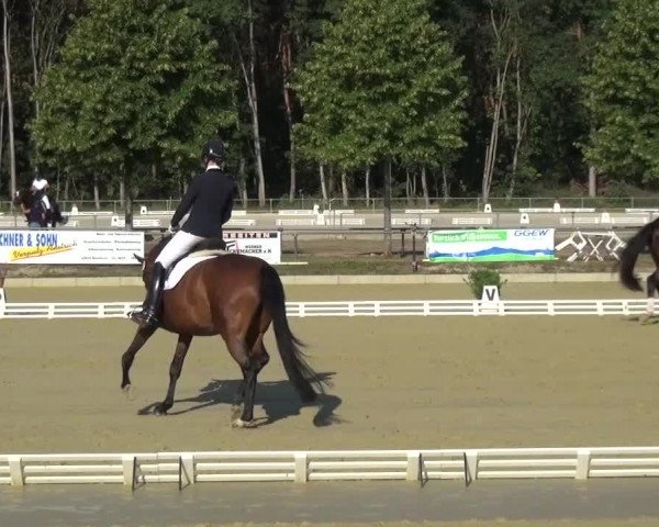 Reitturnier Schwanheim 2015