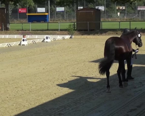 Reitturnier Schwanheim 2015