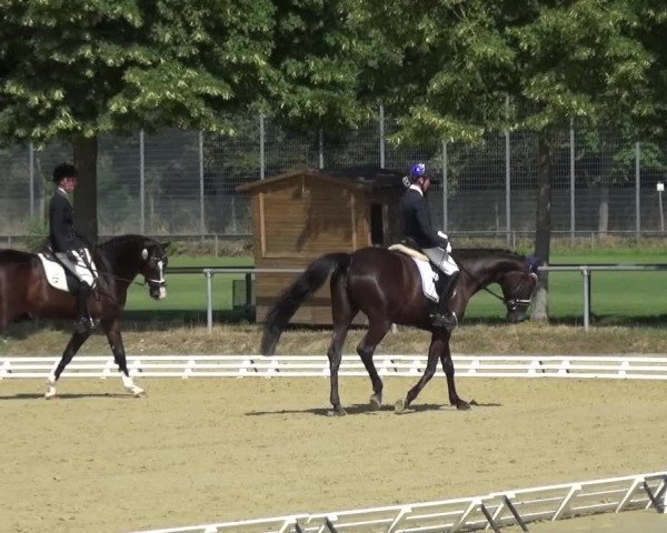 Reitturnier Schwanheim 2015