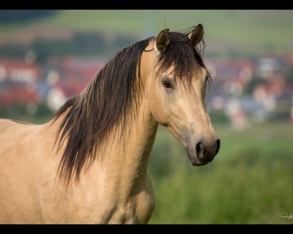 stallion Löwenherz (German Warmblood, 2013, from Leonardo da Vinci AA)