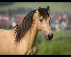 stallion Löwenherz (German Warmblood, 2013, from Leonardo da Vinci AA)